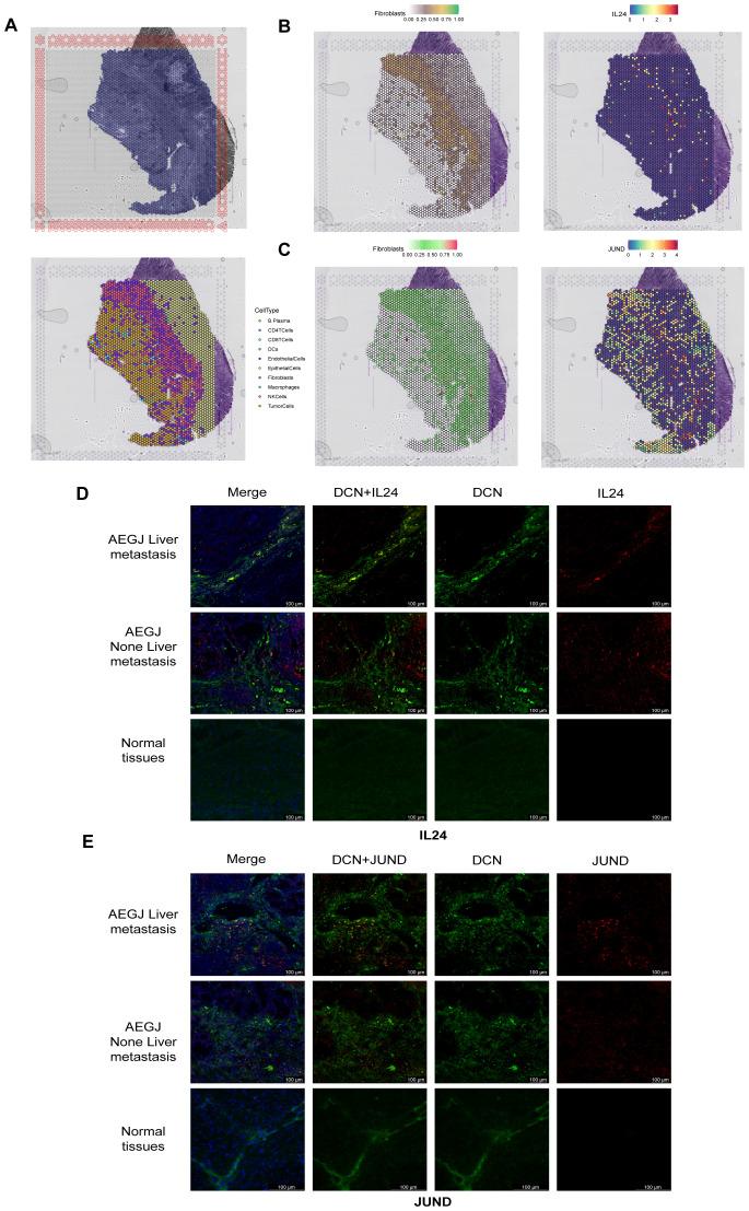 https://cdn.ncbi.nlm.nih.gov/pmc/blobs/9828/11754270/619d75288251/fimmu-15-1484234-g006.jpg
