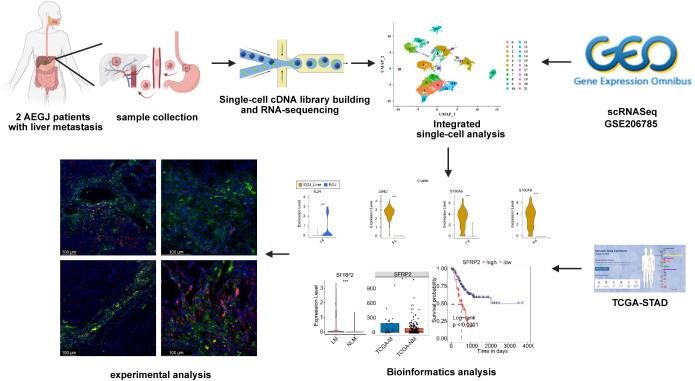 https://cdn.ncbi.nlm.nih.gov/pmc/blobs/9828/11754270/b2b6a3879ead/fimmu-15-1484234-g001.jpg