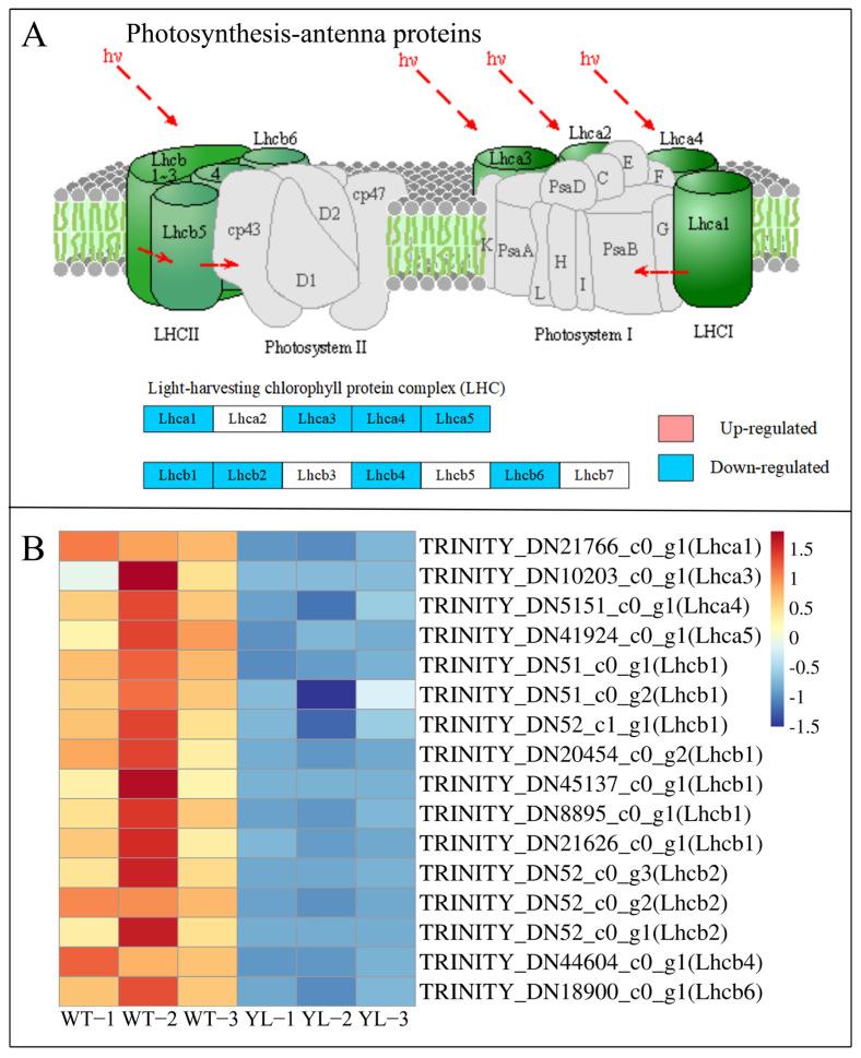 https://cdn.ncbi.nlm.nih.gov/pmc/blobs/9828/11990752/e37cc98a60b7/plants-14-01037-g009.jpg