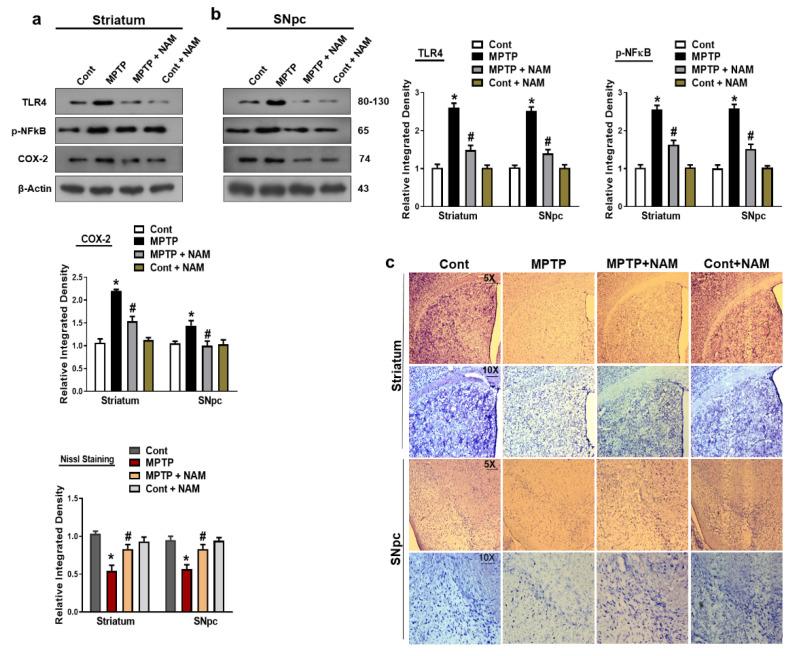 https://cdn.ncbi.nlm.nih.gov/pmc/blobs/982e/9687839/7c03c6ed9f93/biomedicines-10-02929-g006.jpg
