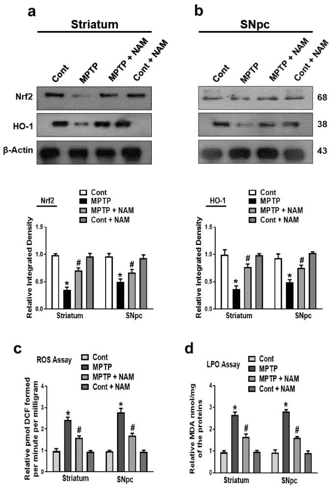 https://cdn.ncbi.nlm.nih.gov/pmc/blobs/982e/9687839/9d8763ab34e3/biomedicines-10-02929-g005.jpg