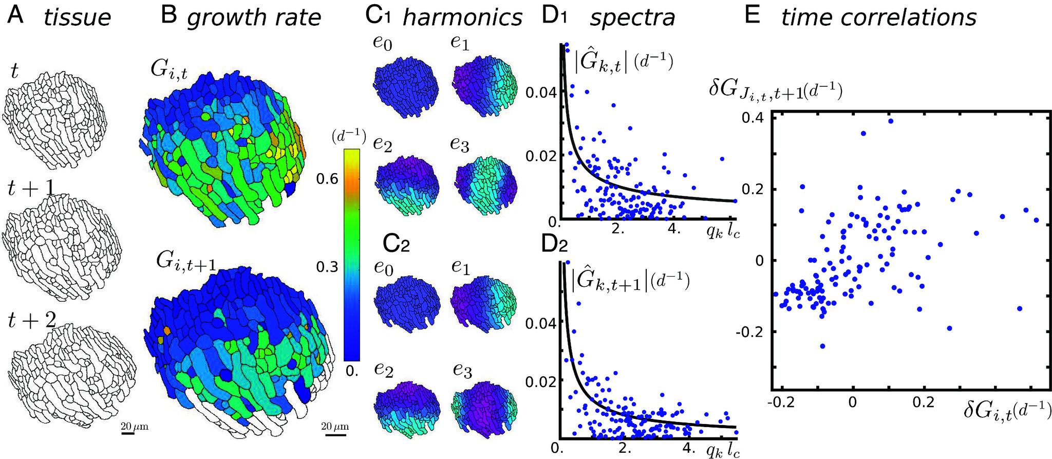 https://cdn.ncbi.nlm.nih.gov/pmc/blobs/9831/11161797/e3eebf72afa4/pnas.2318481121fig03.jpg