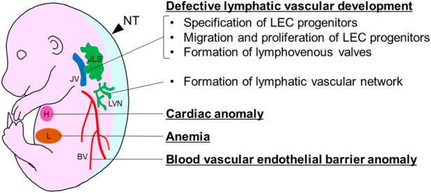 https://cdn.ncbi.nlm.nih.gov/pmc/blobs/9832/9468611/6a77f3470076/fcell-10-949013-g001.jpg