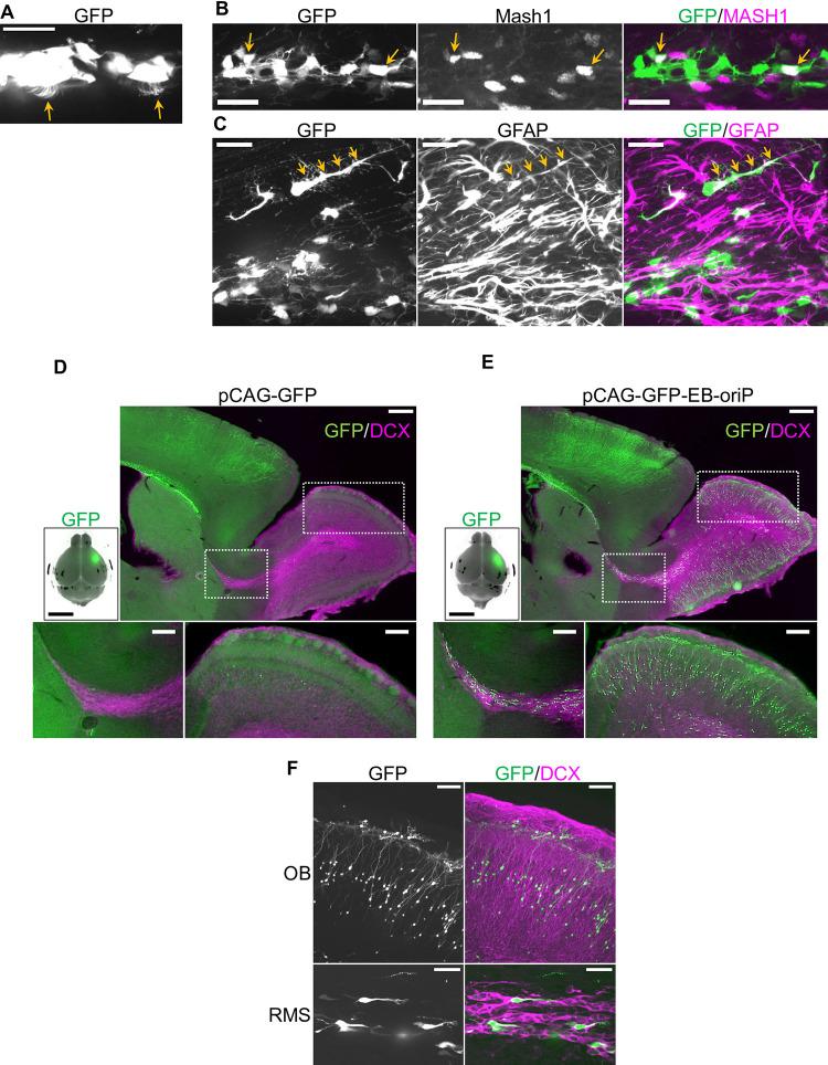 https://cdn.ncbi.nlm.nih.gov/pmc/blobs/9833/8483300/dff02b64fa5a/pone.0258026.g002.jpg