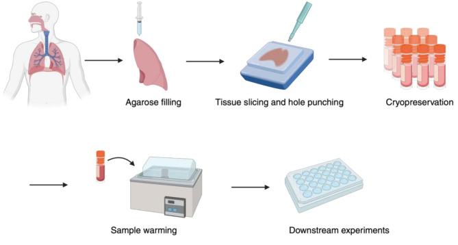 https://cdn.ncbi.nlm.nih.gov/pmc/blobs/9834/12082924/5d86fb1a859c/12931_2025_3265_Fig1_HTML.jpg