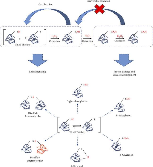 https://cdn.ncbi.nlm.nih.gov/pmc/blobs/9834/9605829/654f04377814/OMCL2022-1225578.003.jpg