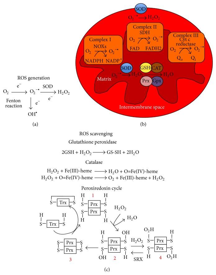 https://cdn.ncbi.nlm.nih.gov/pmc/blobs/9836/4530287/f7e4861fade3/OMCL2015-105135.001.jpg