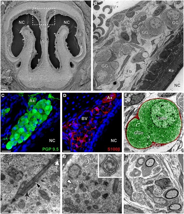 https://cdn.ncbi.nlm.nih.gov/pmc/blobs/9839/4145810/1ac3e57ca96a/fnana-08-00087-g0002.jpg