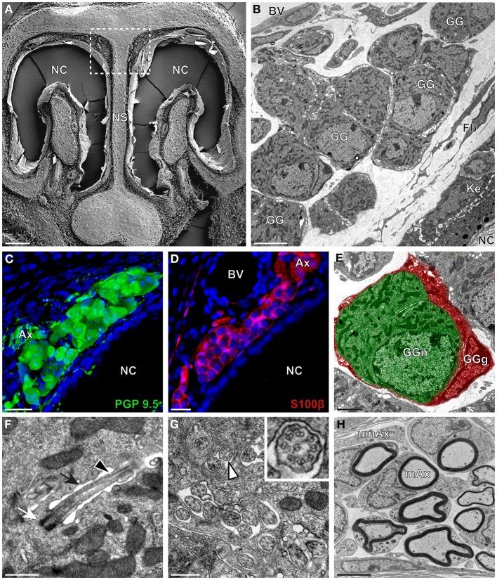 https://cdn.ncbi.nlm.nih.gov/pmc/blobs/9839/4145810/3537a3ae3146/fnana-08-00087-g0001.jpg