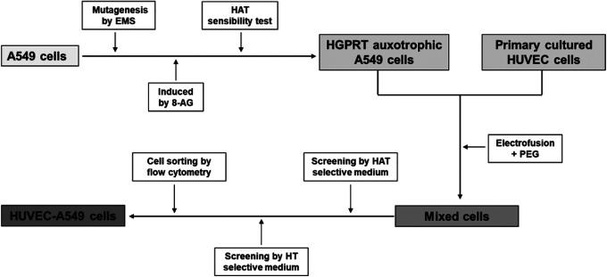 https://cdn.ncbi.nlm.nih.gov/pmc/blobs/983b/8323407/05d7f16c9c38/10.1177_15330338211034260-fig1.jpg
