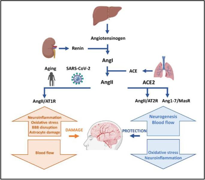 https://cdn.ncbi.nlm.nih.gov/pmc/blobs/9840/9135948/4de5d50ad244/11357_2022_528_Fig3_HTML.jpg