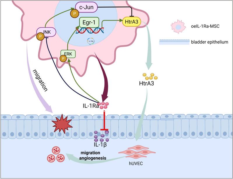 https://cdn.ncbi.nlm.nih.gov/pmc/blobs/9843/12217520/72003315fbee/13287_2025_4443_Fig7_HTML.jpg