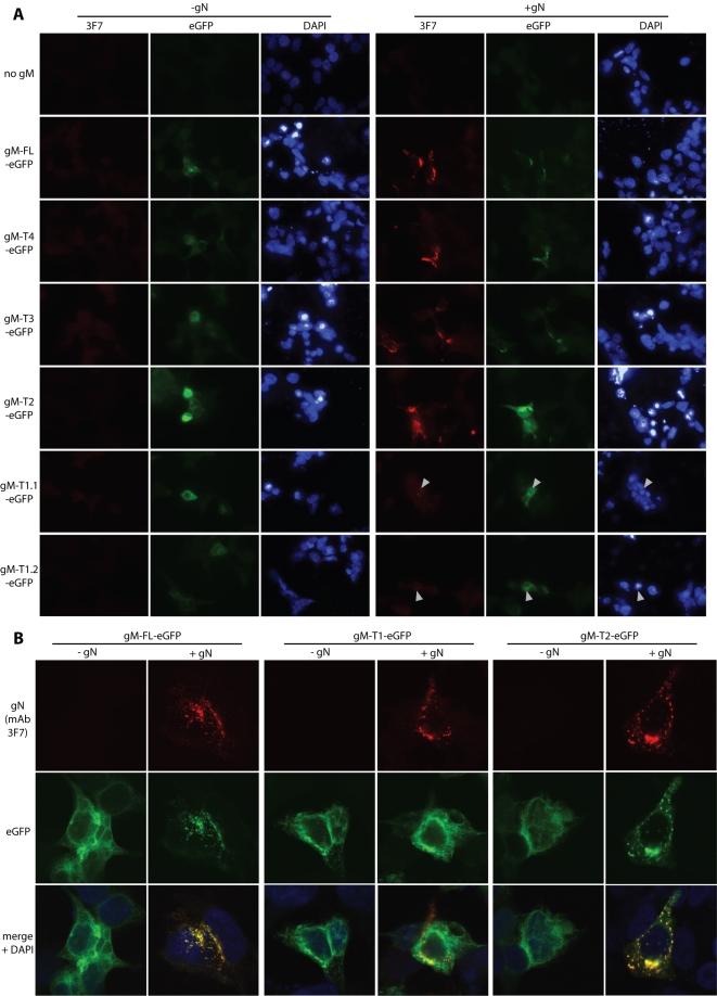 https://cdn.ncbi.nlm.nih.gov/pmc/blobs/9843/2329910/965cdc08ceae/pone.0002131.g004.jpg
