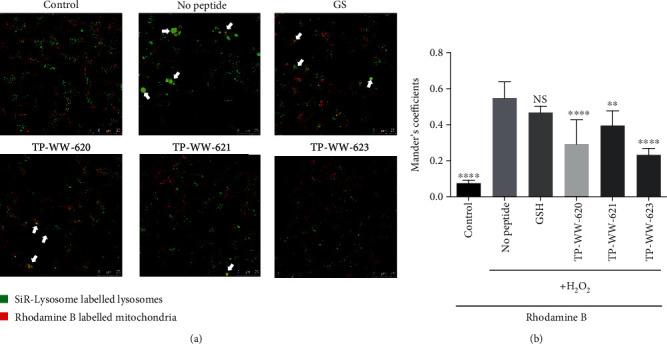 https://cdn.ncbi.nlm.nih.gov/pmc/blobs/9843/8075690/43154e1846e7/OMCL2021-8842926.004.jpg