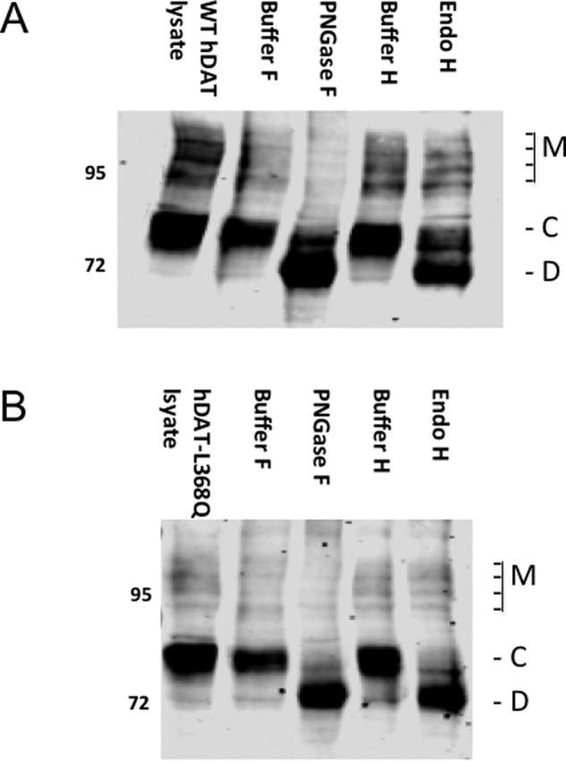 https://cdn.ncbi.nlm.nih.gov/pmc/blobs/9846/5702666/824b7545d8ab/zbc0491777270004.jpg