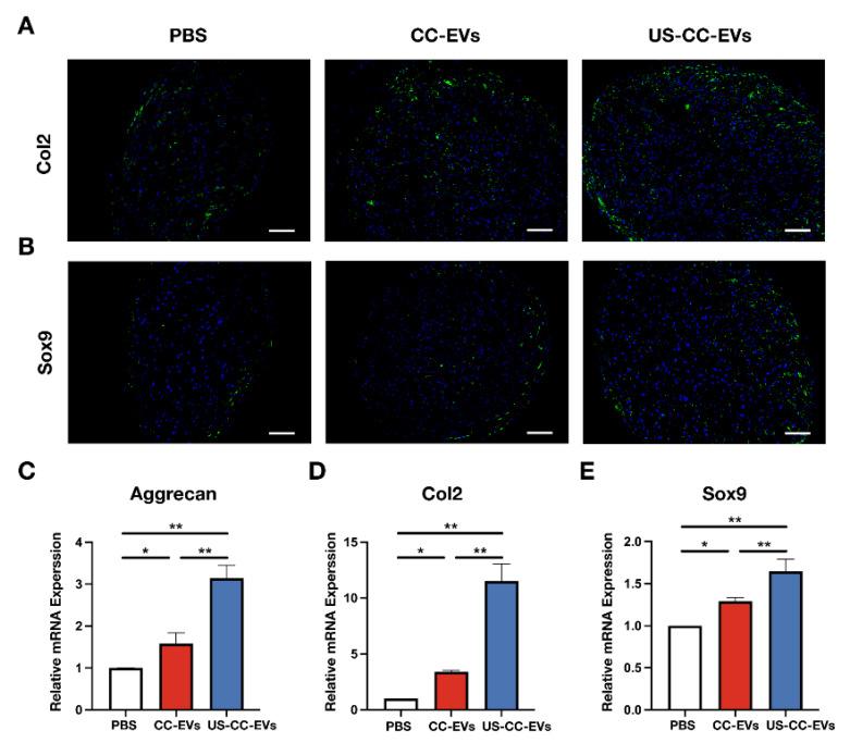https://cdn.ncbi.nlm.nih.gov/pmc/blobs/984a/10604747/c7717167c475/biomedicines-11-02836-g005.jpg