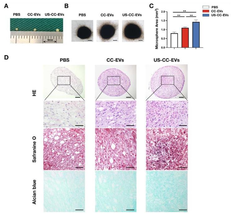 https://cdn.ncbi.nlm.nih.gov/pmc/blobs/984a/10604747/eaa49132e4ab/biomedicines-11-02836-g004.jpg