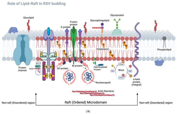 https://cdn.ncbi.nlm.nih.gov/pmc/blobs/984b/12299980/6d5ae5ed738a/microorganisms-13-01599-g008a.jpg