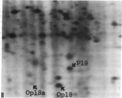 https://cdn.ncbi.nlm.nih.gov/pmc/blobs/984d/442938/bc756304f8f2/jcinvest00047-0212-d.jpg