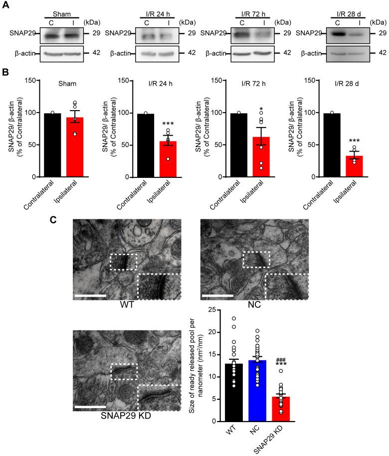 https://cdn.ncbi.nlm.nih.gov/pmc/blobs/9851/7978312/5f815bf2e9f3/thnov11p4616g005.jpg