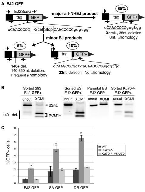 https://cdn.ncbi.nlm.nih.gov/pmc/blobs/9855/2430616/140911933752/pgen.1000110.g002.jpg