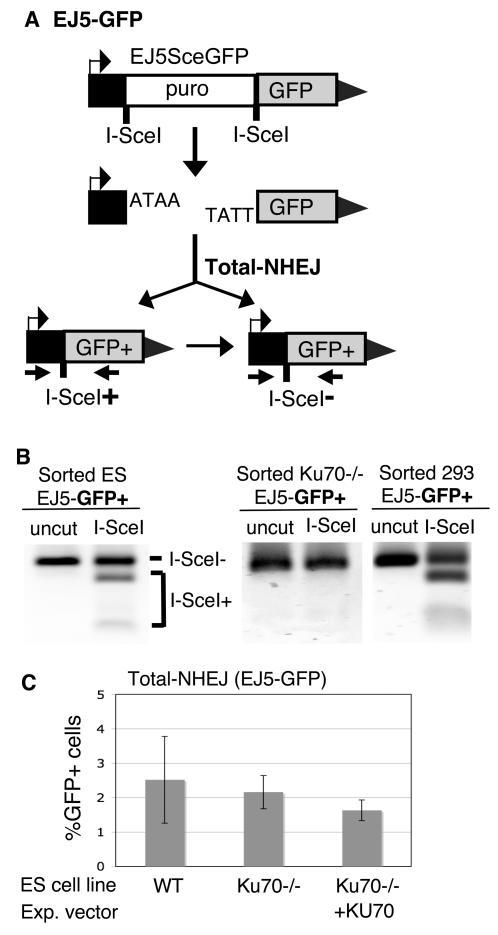 https://cdn.ncbi.nlm.nih.gov/pmc/blobs/9855/2430616/3ccbb8cf9fab/pgen.1000110.g001.jpg