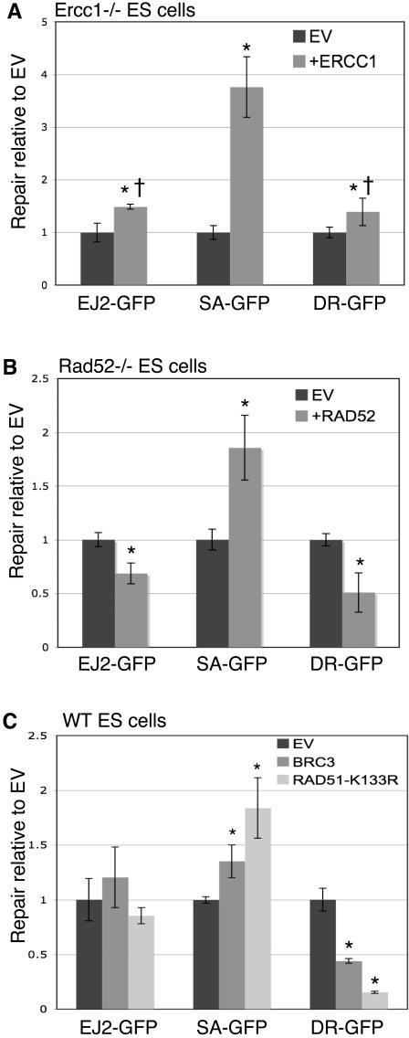 https://cdn.ncbi.nlm.nih.gov/pmc/blobs/9855/2430616/4e90105742cd/pgen.1000110.g004.jpg
