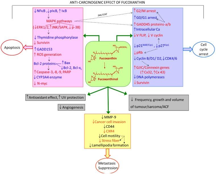 https://cdn.ncbi.nlm.nih.gov/pmc/blobs/9859/3877908/b1ddb8d99e24/marinedrugs-11-05130-g002.jpg