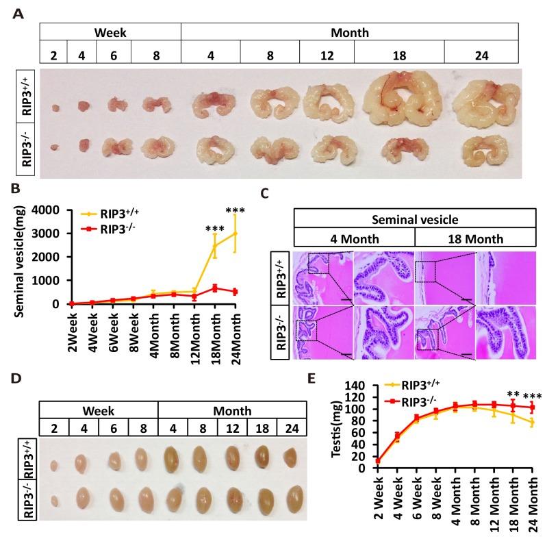 https://cdn.ncbi.nlm.nih.gov/pmc/blobs/985a/5557593/293858ee8f4f/elife-27692-fig1-figsupp1.jpg