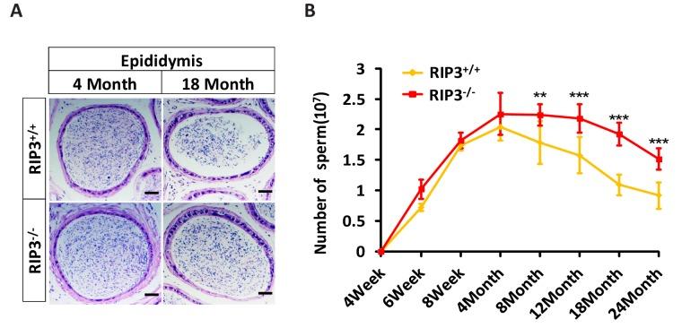 https://cdn.ncbi.nlm.nih.gov/pmc/blobs/985a/5557593/ce9b14da9048/elife-27692-fig1-figsupp5.jpg
