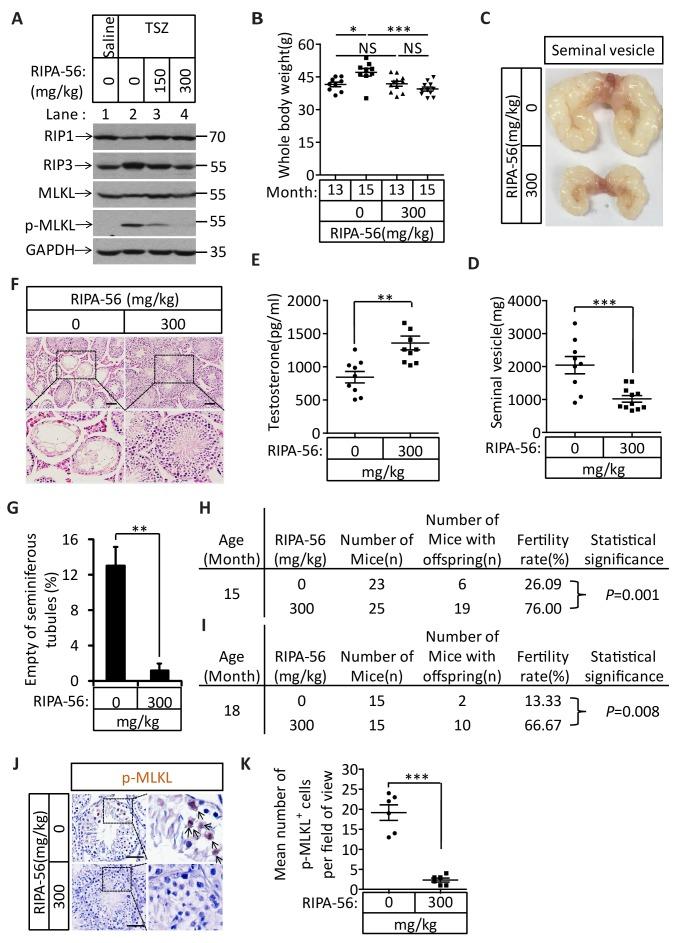https://cdn.ncbi.nlm.nih.gov/pmc/blobs/985a/5557593/ea1dca6af53d/elife-27692-fig7.jpg