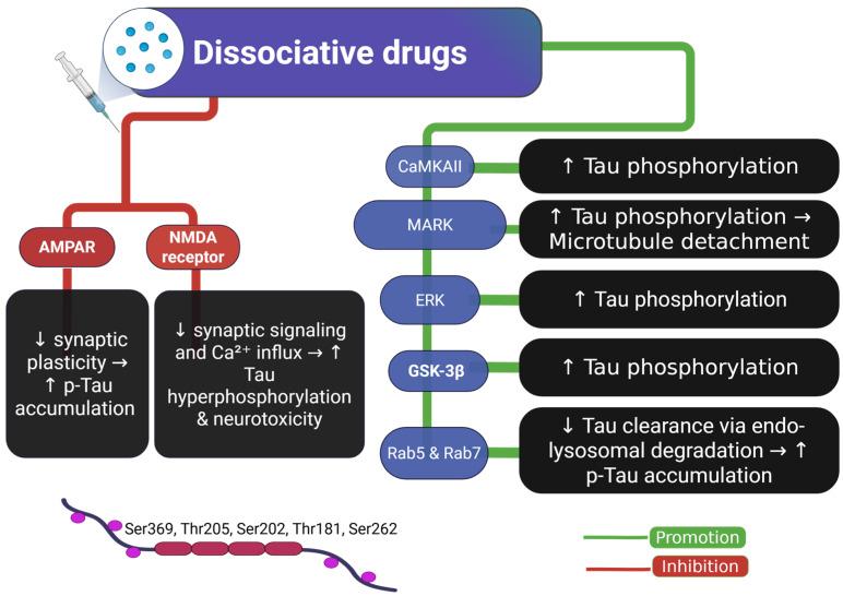 https://cdn.ncbi.nlm.nih.gov/pmc/blobs/985b/12347763/17c861767c5f/ijms-26-07638-g006.jpg