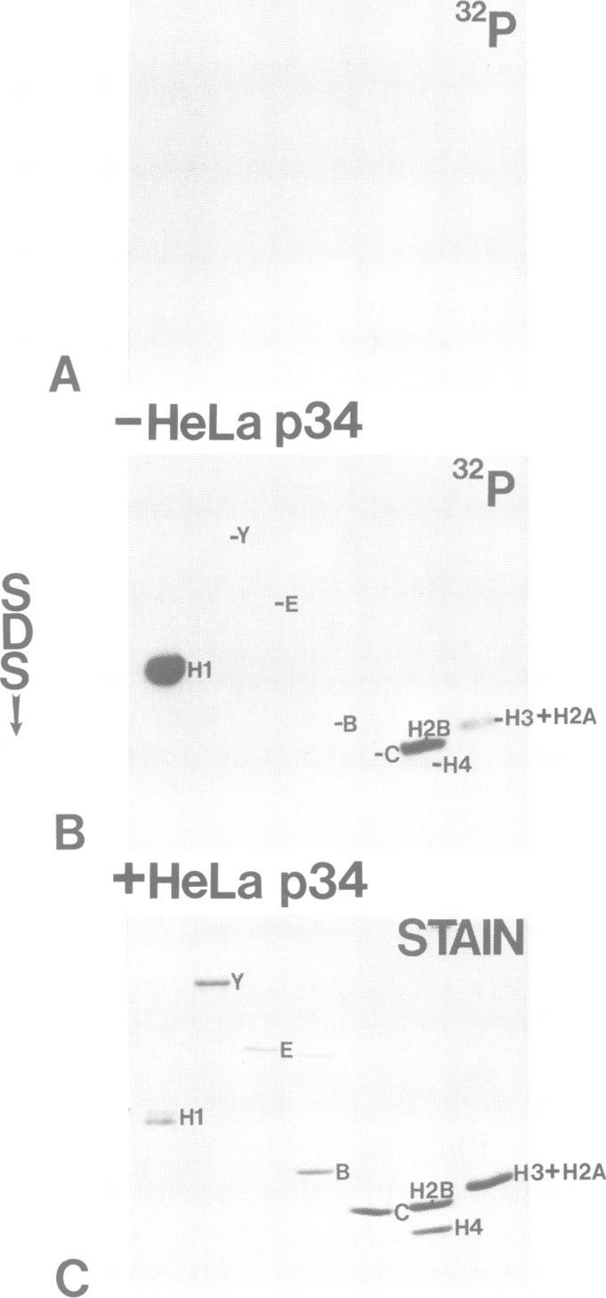 https://cdn.ncbi.nlm.nih.gov/pmc/blobs/985c/452890/edbdf8416545/emboj00106-0113-a.jpg