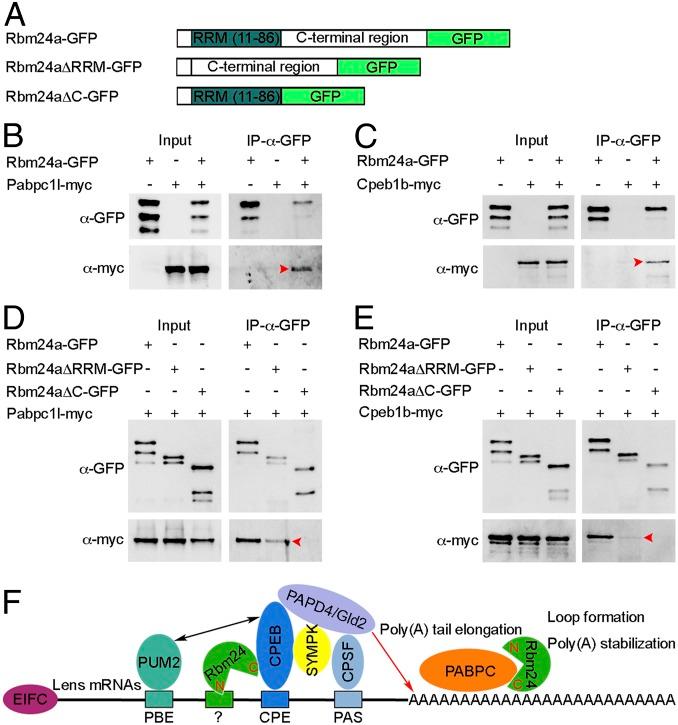 https://cdn.ncbi.nlm.nih.gov/pmc/blobs/9865/7132282/9ef4f0c1137c/pnas.1917922117fig08.jpg