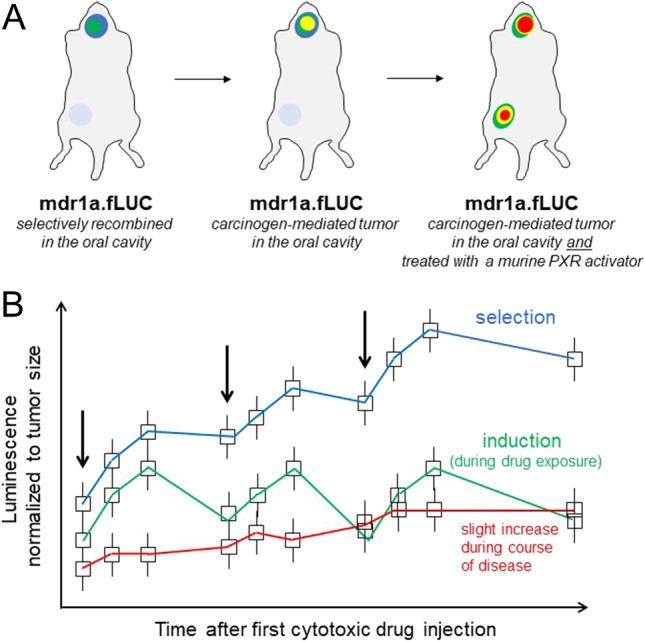 https://cdn.ncbi.nlm.nih.gov/pmc/blobs/9866/8298356/c780fc185f79/210_2021_2112_Fig3_HTML.jpg