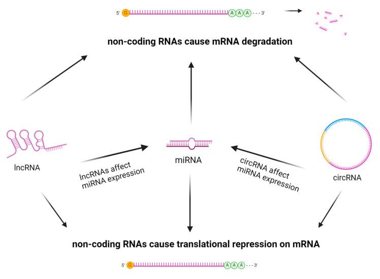 https://cdn.ncbi.nlm.nih.gov/pmc/blobs/9868/11431851/2762ae08f4ab/ijms-25-10152-g005.jpg