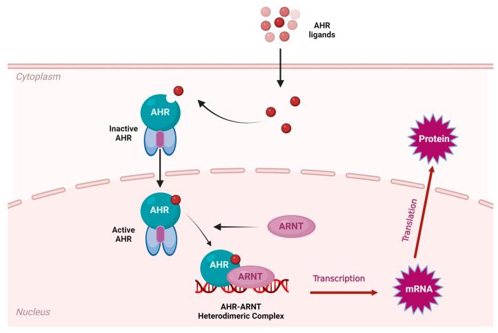 https://cdn.ncbi.nlm.nih.gov/pmc/blobs/9868/11431851/3e703ec58083/ijms-25-10152-g004.jpg