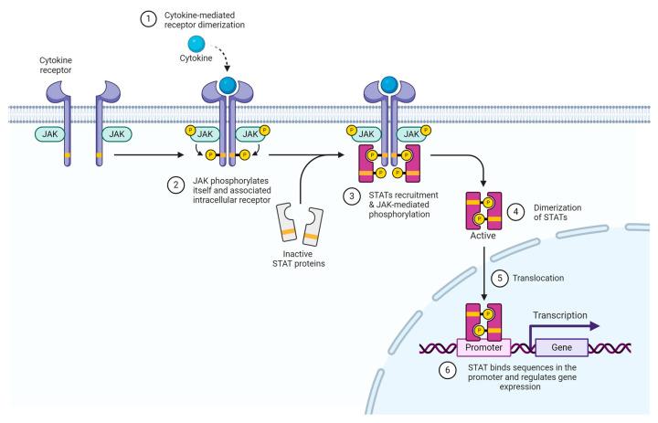 https://cdn.ncbi.nlm.nih.gov/pmc/blobs/9868/11431851/8d65b3b90fde/ijms-25-10152-g003.jpg