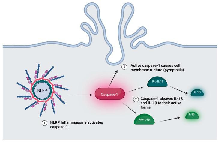 https://cdn.ncbi.nlm.nih.gov/pmc/blobs/9868/11431851/b79e3cec627d/ijms-25-10152-g001.jpg