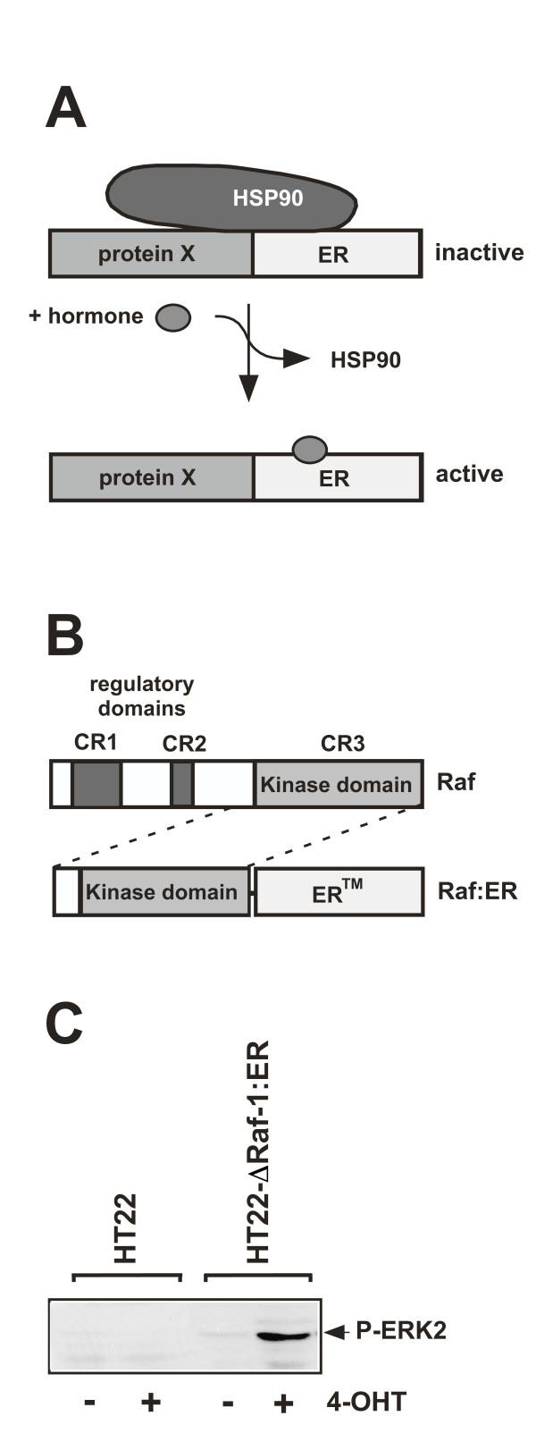 https://cdn.ncbi.nlm.nih.gov/pmc/blobs/9868/2676293/1ed650285cbd/1478-811X-7-8-2.jpg