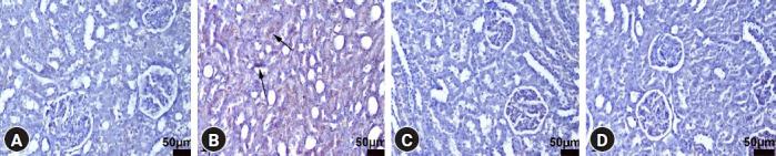 https://cdn.ncbi.nlm.nih.gov/pmc/blobs/986a/10562075/65f0fec2d9a3/kja-23207f4.jpg