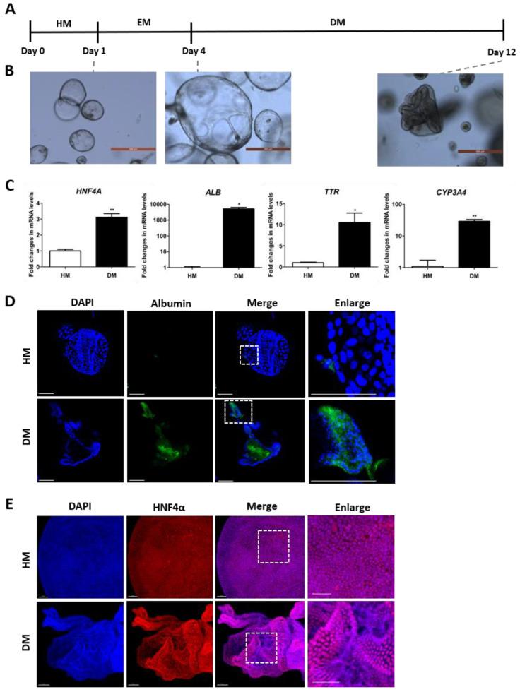 https://cdn.ncbi.nlm.nih.gov/pmc/blobs/986b/11126009/3bfeb645b44c/toxics-12-00371-g001.jpg