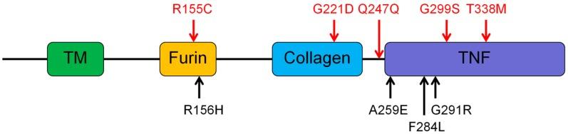 https://cdn.ncbi.nlm.nih.gov/pmc/blobs/986e/5042395/dfbbdc86686b/genes-07-00065-g003.jpg