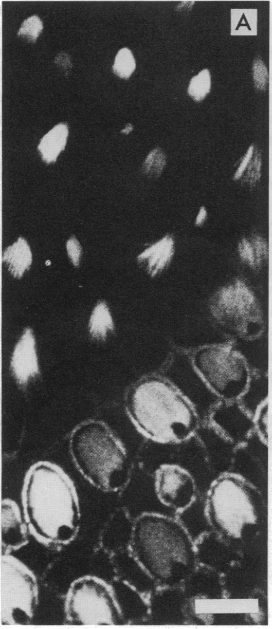 https://cdn.ncbi.nlm.nih.gov/pmc/blobs/9872/297538/0d26ed3af1c1/pnas00280-0181-b.jpg