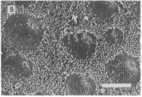 https://cdn.ncbi.nlm.nih.gov/pmc/blobs/9872/297538/18722102d3f4/pnas00280-0180-c.jpg