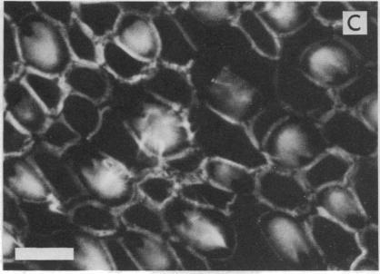 https://cdn.ncbi.nlm.nih.gov/pmc/blobs/9872/297538/321912319199/pnas00280-0181-e.jpg