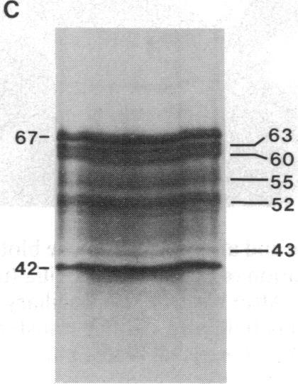 https://cdn.ncbi.nlm.nih.gov/pmc/blobs/9872/297538/575c98af472e/pnas00280-0182-e.jpg