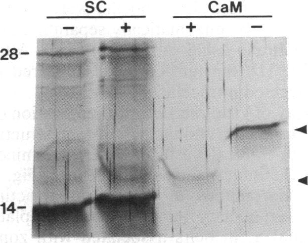 https://cdn.ncbi.nlm.nih.gov/pmc/blobs/9872/297538/7b4b89edacc8/pnas00280-0182-b.jpg