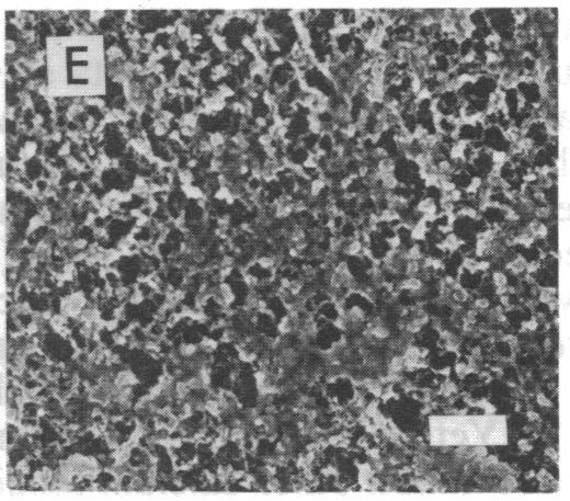 https://cdn.ncbi.nlm.nih.gov/pmc/blobs/9872/297538/87ca26bc13be/pnas00280-0180-d.jpg