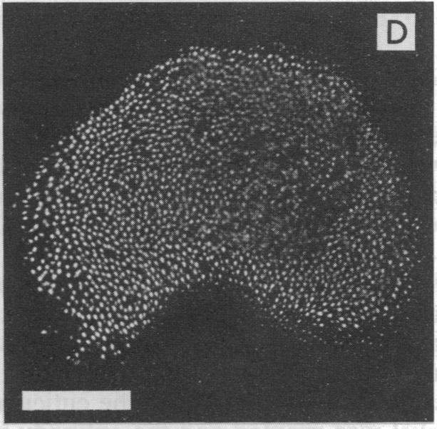 https://cdn.ncbi.nlm.nih.gov/pmc/blobs/9872/297538/eb740ebc65e3/pnas00280-0181-a.jpg